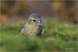 <p>ČÍŽEK LESNÍ (Carduelis spinus) ------- /Eurasian siskin - Erlenzeisig/</p>
